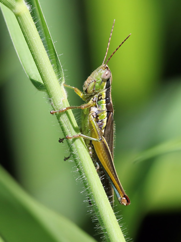 Grasshopper (Bermius brachycerus) (Bermius brachycerus)